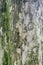 Padauk Tree Bark, Texture Background