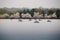 Paddle Boats on the Tidal Basin with Cherry Blossoms