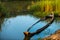 Paddle made of wood Old condition and decay It was abandoned and sunk in a swamp with papyrus and water plants