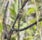 Paddle-tailed Darner Aeshna palmata Hanging from a Tree Limb