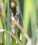 Paddle-tailed Darner Dragonfly Aeshna palmata Hanging on Vegetation in Northern Colorado