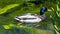 Paddling duck closeup.