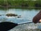 Paddling near caimans in Esteros del Ibera