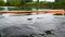 Paddling raw on boat, on water river. Summer outdoor activities