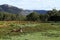 Paddock with Kangaroos and surrounding hills