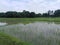 Paddy, also called rice paddy, small, level, flooded field used to cultivate rice also sky colour gives amzinglook madhubani india