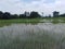 Paddy, also called rice paddy, small, level, flooded field used to cultivate rice also sky colour gives amzinglook madhubani india