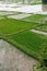 Paddy, also called rice paddy, small, level, flooded field used to cultivate rice in southern and eastern Asia also in india