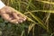 Paddy barley in hand in field