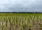 Paddy being freshly planted in a field.