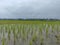 Paddy being freshly planted in a field.