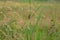 Paddy birds called Scary breasted munia Lonchura punctulata standing on weed grass in paddy field, Sawah Ring, Malaysia