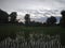 Paddy crop field at Rangalo area near Jakhalabandha of Assam