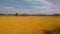 Paddy Crop Harvesting