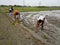 Paddy cultivation in Bihar is done in this way