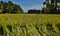 Paddy cultivation in rural Assam