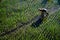 Paddy farmer planting on the rice field