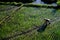 Paddy farmer planting on the rice field