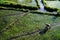 Paddy farmer planting on the rice field