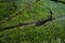 Paddy farmer planting on the rice field