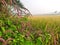 Paddy farming of India.Ready paddy crop. Most popular Grain of India. Rice is made from paddy.