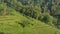 Paddy farming using the terracing method