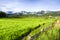 Paddy field