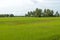 Paddy field