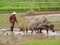 On the Paddy-field