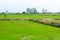 Paddy field