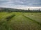 Paddy field