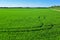 Paddy field in the Albufera in Valencia, Spain