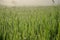 Paddy field background|morning|paddy fild|background|beautiful |green