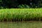 A paddy field besides a river. At Tam Coc, Ninh Binh Province, Hanoi, Vietnam.