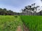 Paddy field, betel trees and coconut trees in Shirva, Karnataka