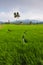 Paddy field with blue sky at Kota Marudu, Sabah, East Malaysia