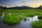 Paddy field at Borneo, Sabah, Malaysia