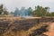 paddy field burned by fire