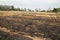 paddy field burned by fire