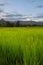 Paddy field and cloudy blue sky