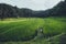 Paddy field In the countryside Rice fields in asia