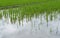 A paddy field damaged by apple snails