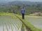 Paddy field, farmer observing the irrigations in Bali, Indonesia