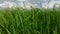 Paddy field. greeny. jaffna