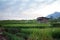 Paddy Field, A Hut and A Mountain
