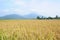 Paddy field in Langkawi Island, Malaysia