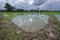 Paddy field in Pahang, malaysia