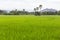 Paddy field with parm tree in thailand