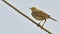 Paddy field Pipit on wire