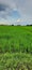 paddy field scene.Mesmerizing scene. Redness visible from the cloud.